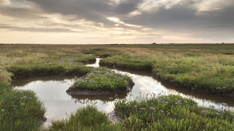 View across the salt-marsh at Orford Ness National Nature Reserve, Suffolk